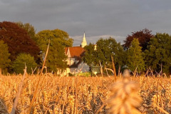 Hirsch-im-Feld
